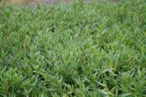 Kriechendes Garten-Schleierkraut • Gypsophila repens Rosea