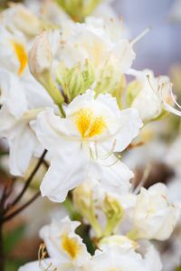 Rhododendron Schneegold • Rhododendron luteum Schneegold