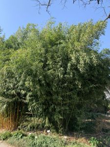 Grüner Bambus • Phyllostachys bissetii
