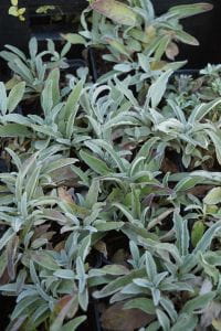 Silberblatt Ehrenpreis 'Silbersee' - Veronica spicata subsp. incana 'Silbersee'