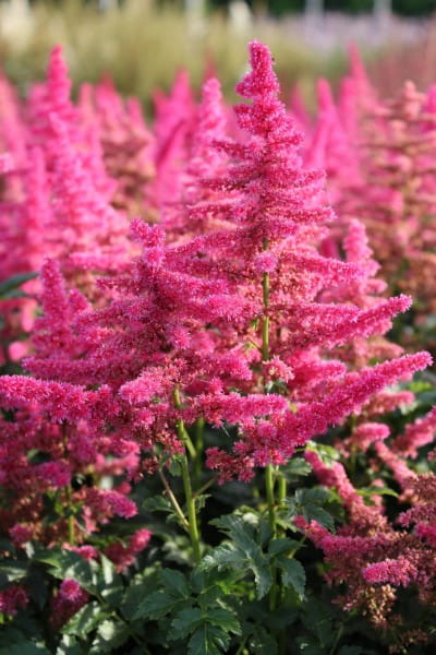 Garten Prachtspiere • Astilbe x cult Younique Carmine