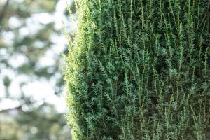 Schwedischer Säulen-Wacholder • Juniperus communis Suecica