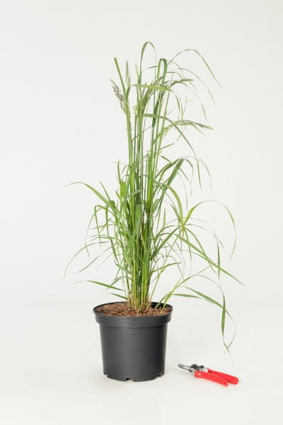 Garten-Reitgras Karl Förster • Calamagrostis x acutiflora Karl Förster