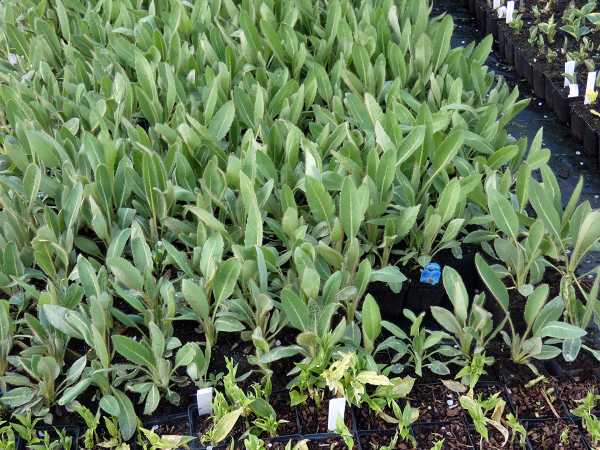 Blaublühender Scheinmohn • Meconopsis betonicifolia