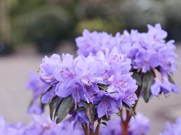 Rhododendron Gletschernacht • Rhododendron russatum Gletschernacht