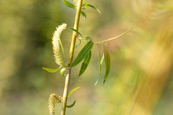 Trauerweide Resistenta • Salix alba Tristis Resistenta