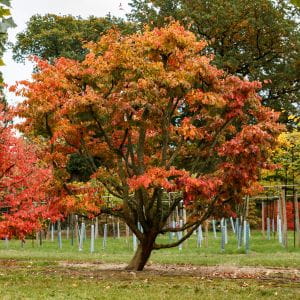 Eisenholzbaum • Parrotia persica Containerware 60-80 cm hoch,