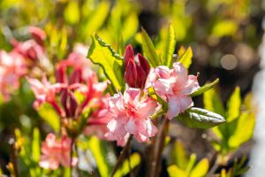 Sommergrüne Azalee Corneille • Rhododendron luteum Corneille