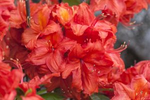 Sommergrüne Azalee Feuerwerk • Rhododendron luteum Feuerwerk