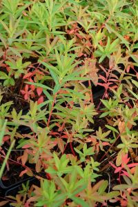 Sumpf-Wolfsmilch • Euphorbia palustris