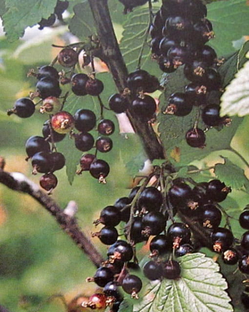 Schwarze Johannisbeere Ribes nigr 'Titania' P9 30-35 cm 