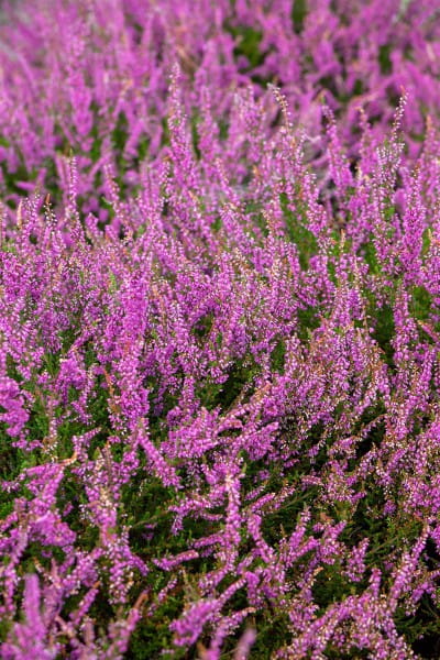 Besenheide Carmen • Calluna vulgaris Carmen