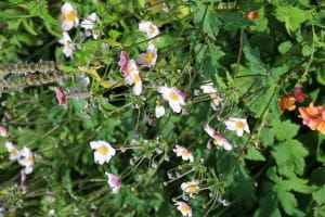 Anemone hupehensis Septembercharme • Anemone hupehensis Septembercharme