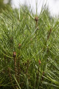 Japanische Stechkiefer Alice Verkade • Pinus densiflora Alice Verkade