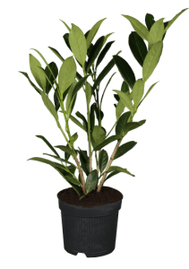 Kirschlorbeer Caucasica • Prunus laurocerasus Caucasica