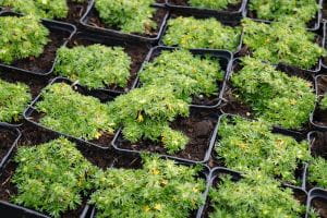 Kleines Garten Andenpolster • Azorella trifurcata Nana