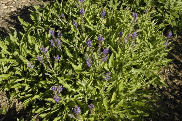 Garten-Blüten-Salbei Rügen • Salvia nemorosa Rügen