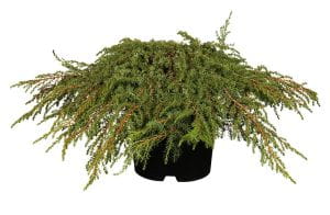 Teppichwacholder Green Carpet • Juniperus communis Green Carpet