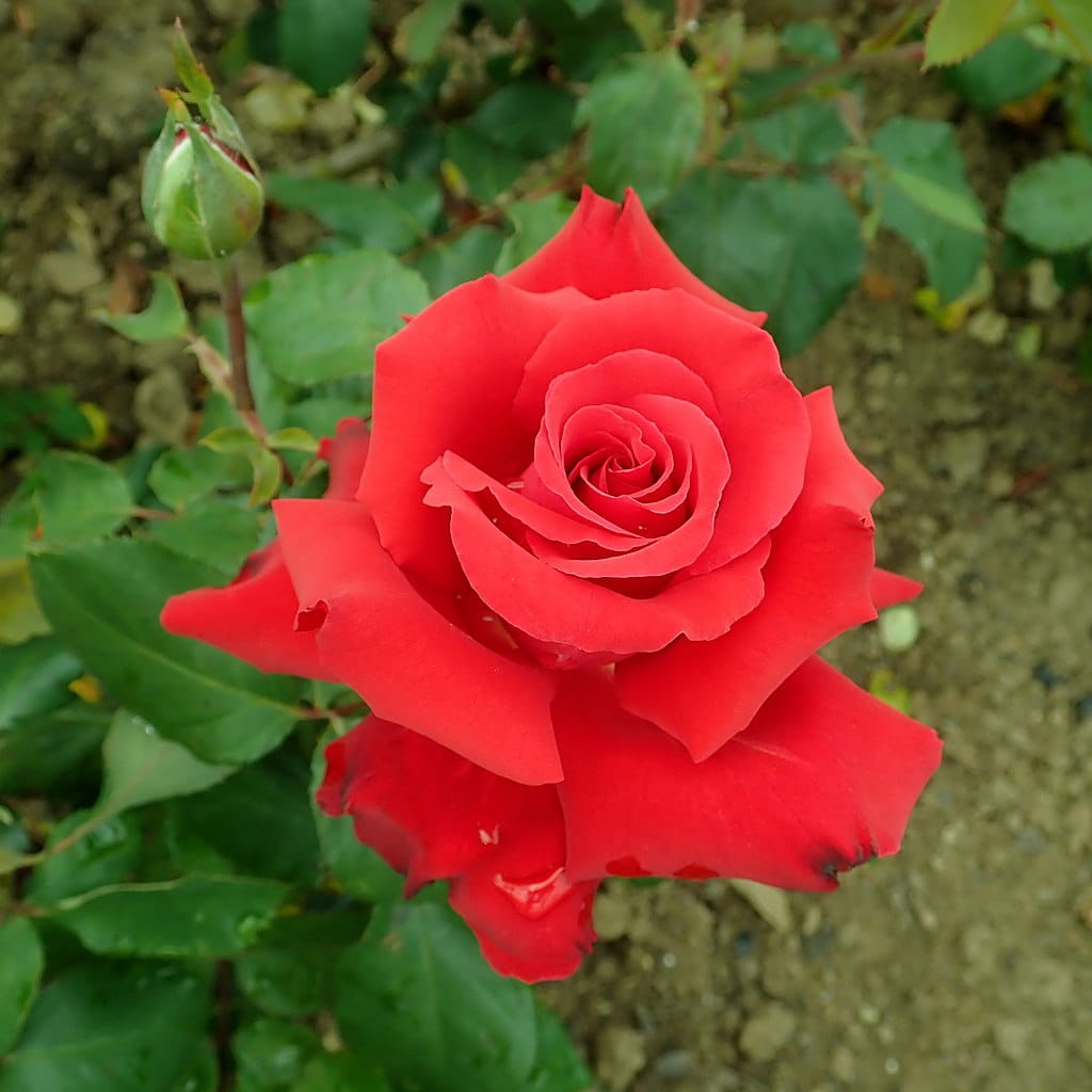 Edelrose Grande Amore ® • Rosa Grande Amore ® kaufen | Garten von Ehren