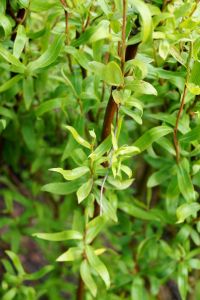 Korkenzieherweide • Salix matsudana Tortuosa