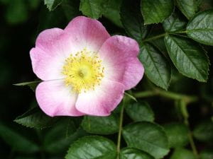 Wein-Rose • Rosa rubiginosa