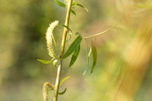 Trauerweide Resistenta • Salix alba Tristis Resistenta