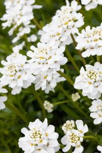 Garten-Schleifenblume Snowflake • Iberis sempervirens Snowflake