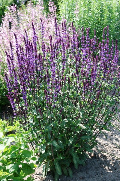 Garten-Blüten-Salbei Caradonna - Salvia nemorosa Caradonna