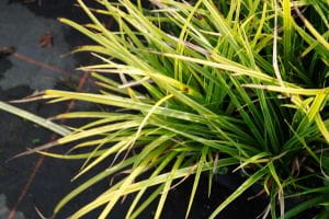 Garten-Segge Variegata • Carex morrowii Variegata
