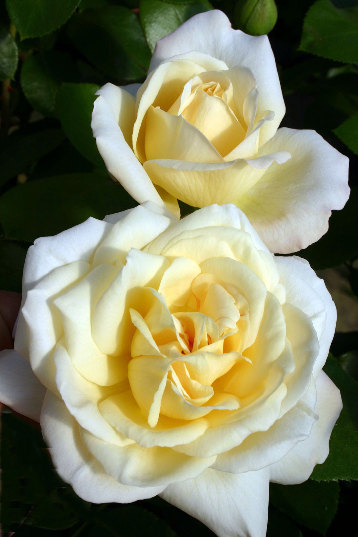Роза чайно-гибридная ла Перла (la Perla)