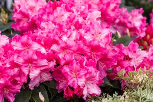 Rhododendron Caruso • Rhododendron Hybride Caruso