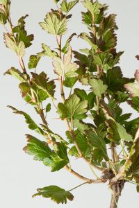 Stachelbeere Invicta • Ribes uva-crispa Invicta