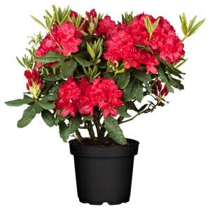 Rhododendron Hachmanns Feuerschein • Rhododendron Hybride Hachmanns Feuerschein