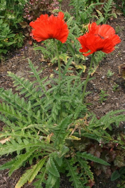 Orientalischer Garten-Mohn Türkenlouis • Papaver orientale Türkenlouis