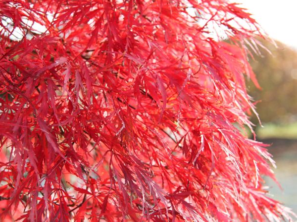 Fächerahorn Inaba-shidare • Acer palmatum Inaba-shidare