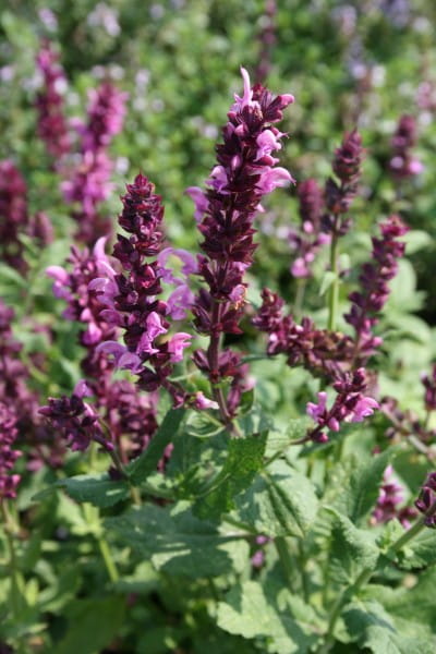 Garten-Blüten-Salbei Rosakönigin • Salvia nemorosa Rosakönigin