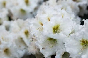 Rhododendron Bohlkens Snow Fire • Rhododendron yakishimanum Bohlkens Snow Fire