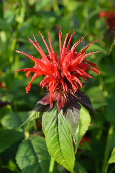 Indianernessel 'Jacob Cline' - Monarda fistulosa 'Jacob Cline'