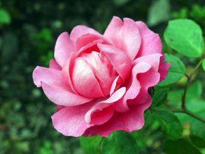 Beetrose Play Rose • Rosa Play Rose