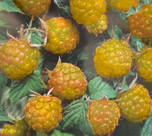 Rubus idaeus Golden Queen 20-40 cm gelbe Himbeere 