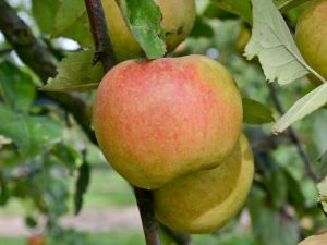 Apfel Goldrenette von Blenheim • Malus Goldrenette von Blenheim