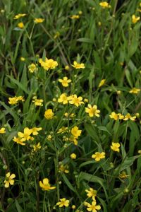 Brennender Hahnenfu&szlig; • Ranunculus flammula