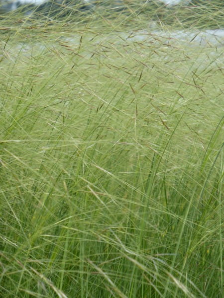 Haar-Federgras • Stipa capillata