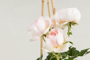 Englische Rose Heritage • Rosa Heritage