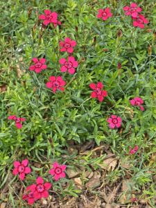Heidenelke • Dianthus deltoides Brillant