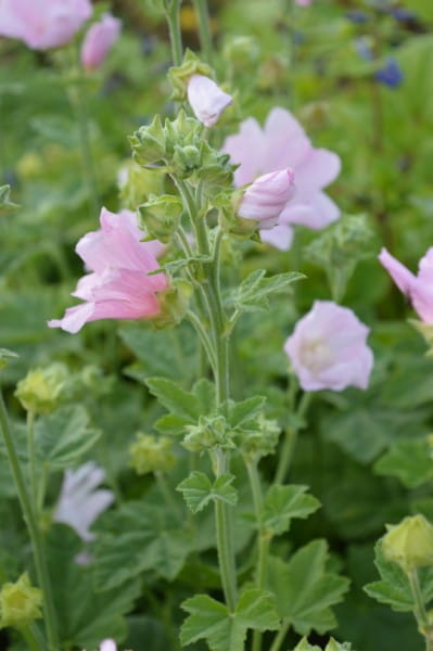 Thüringer Strauchpappel • Lavatera thuringiaca