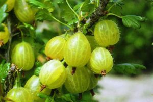 Stachelbeere Spinefree • Ribes uva-crispa Spinefree