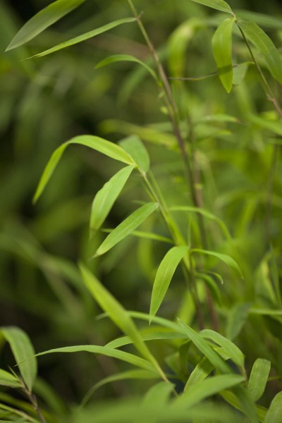Gartenbambus Green Wall • Fargesia nitida Great Wall