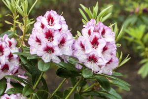Rhododendron Cassata • Rhododendron Hybride Cassata