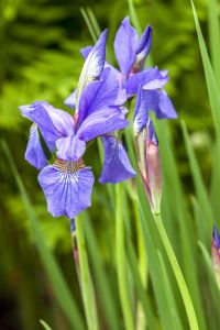 Garten-Schwertlilie Caesar • Iris sibirica Caesar